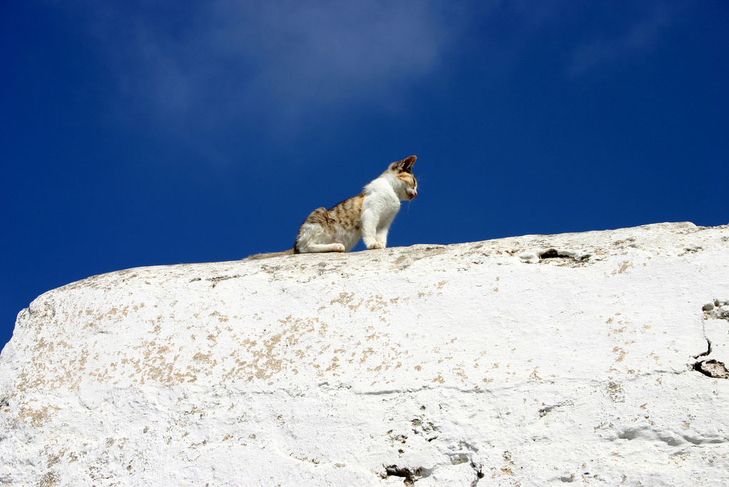 Cat in Tholaria -  by Petit Breton